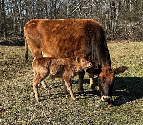 miniature jersey cross heifer bottle calves, several are A2/A2